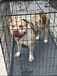 Lost Male Dog last seen Last seen by greynalds park area/North Miami Beach, North Miami Beach, FL 33162