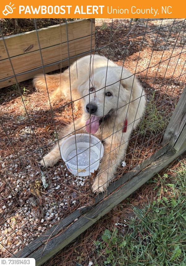 Found/Stray Male Dog last seen Waxhaw Creek Rd & Tirzah Church Rd, Union County, NC 28173