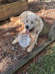 Found/Stray Male Dog last seen Waxhaw Creek Rd & Tirzah Church Rd, Union County, NC 28173