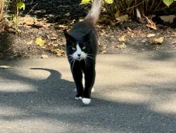 Lost Male Cat last seen Princeton avenue/windward beach, Brick Township, NJ 08724