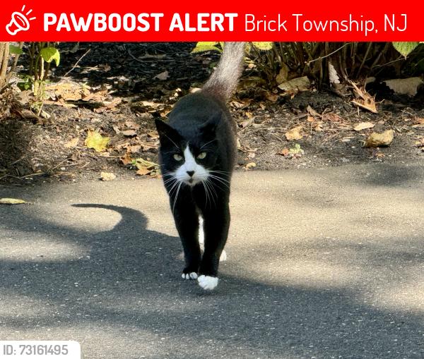 Lost Male Cat last seen Princeton avenue/windward beach, Brick Township, NJ 08724