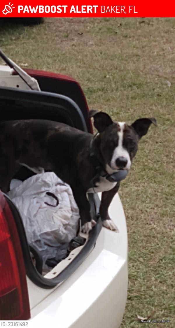 Lost Male Dog last seen Near kilcrease rd baker fl 32531, BAKER, FL 32531