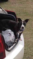 Lost Male Dog last seen Near kilcrease rd baker fl 32531, BAKER, FL 32531
