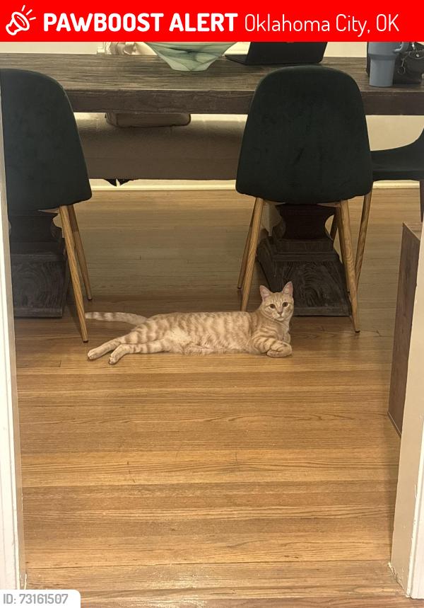 Lost Male Cat last seen 36th and Shartel, Oklahoma City, OK 73118