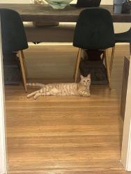 Lost Male Cat last seen 36th and Shartel, Oklahoma City, OK 73118
