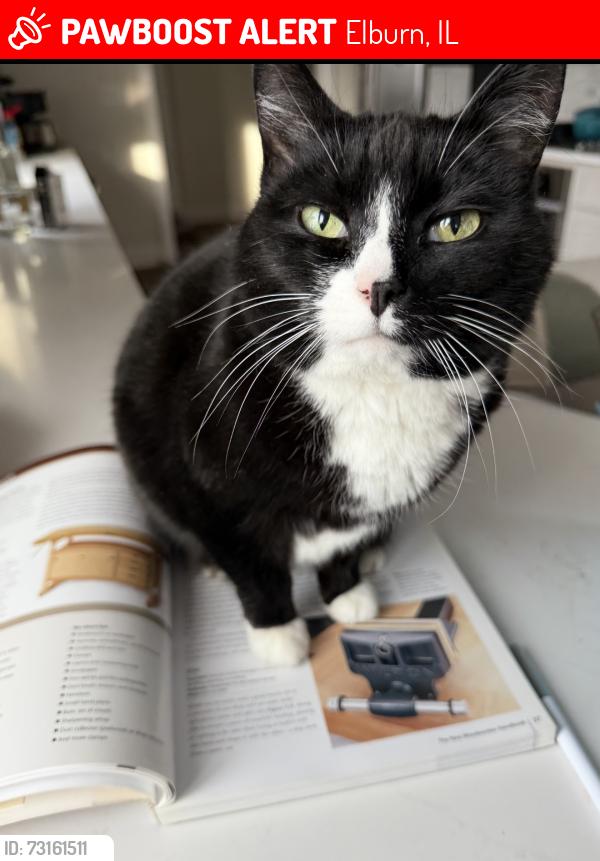 Lost Female Cat last seen Hughes and Bunker, Elburn, IL 60119