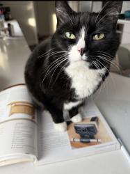 Lost Female Cat last seen Hughes and Bunker, Elburn, IL 60119