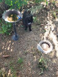 Lost Unknown Cat last seen h Florida st ,, Erie, PA 16504