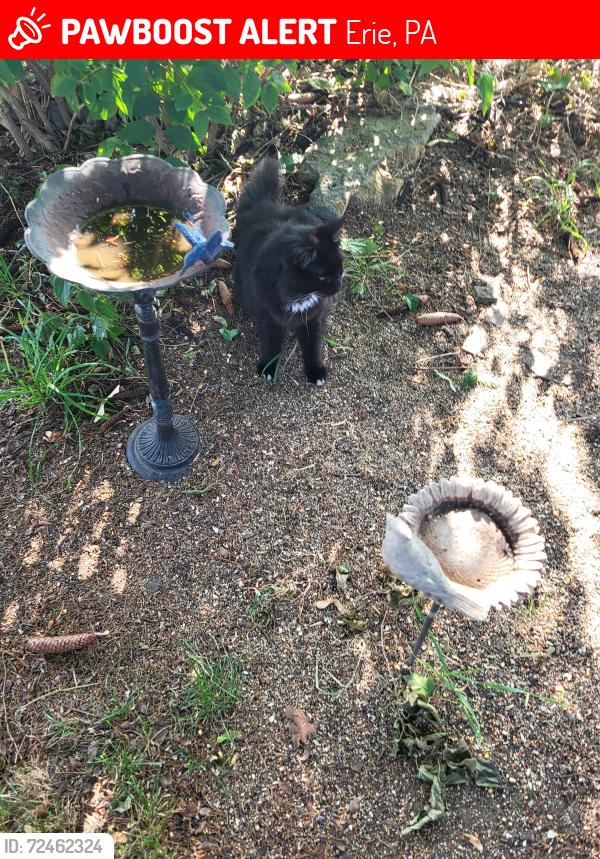Lost Unknown Cat last seen h Florida st ,, Erie, PA 16504