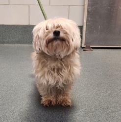 Shelter Stray Female Dog last seen Springfield, VA, 22150, 7434 Bath St, Fairfax County, VA, 4500 West Ox Rd, Fairfax, VA 22030, USA