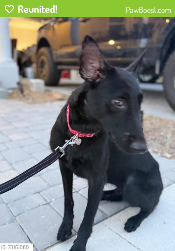Reunited Female Dog last seen reserves sub off of villa city in groveland, Groveland, FL 34736