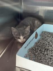 Shelter Stray Female Cat last seen Conner St and SR 37 N, Hamilton County, IN, 10501 Hague Rd, Fishers, IN 46038, USA