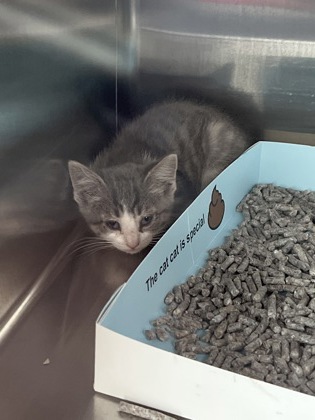 Shelter Stray Female Cat last seen Conner St and SR 37 N, Hamilton County, IN, 10501 Hague Rd, Fishers, IN 46038, USA