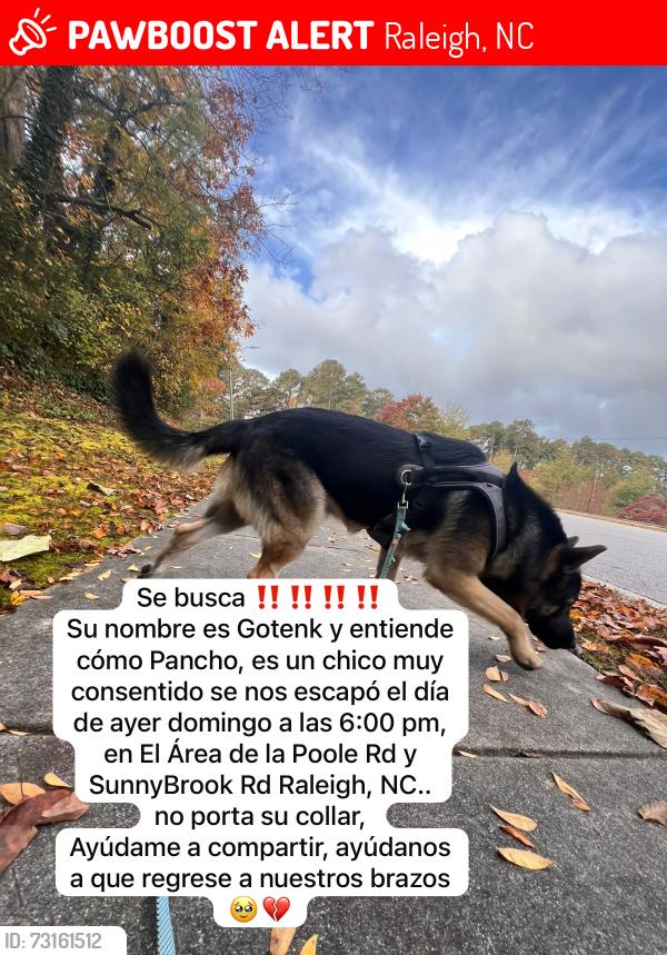 Lost Male Dog last seen Near Briarcliff Road, Raleigh, NC 27610