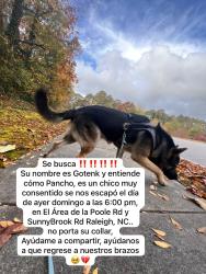 Lost Male Dog last seen Near Briarcliff Road, Raleigh, NC 27610