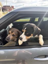 Found/Stray Female Dog last seen Coming from Pattons Point neighborhood, Harnett County, NC 28368