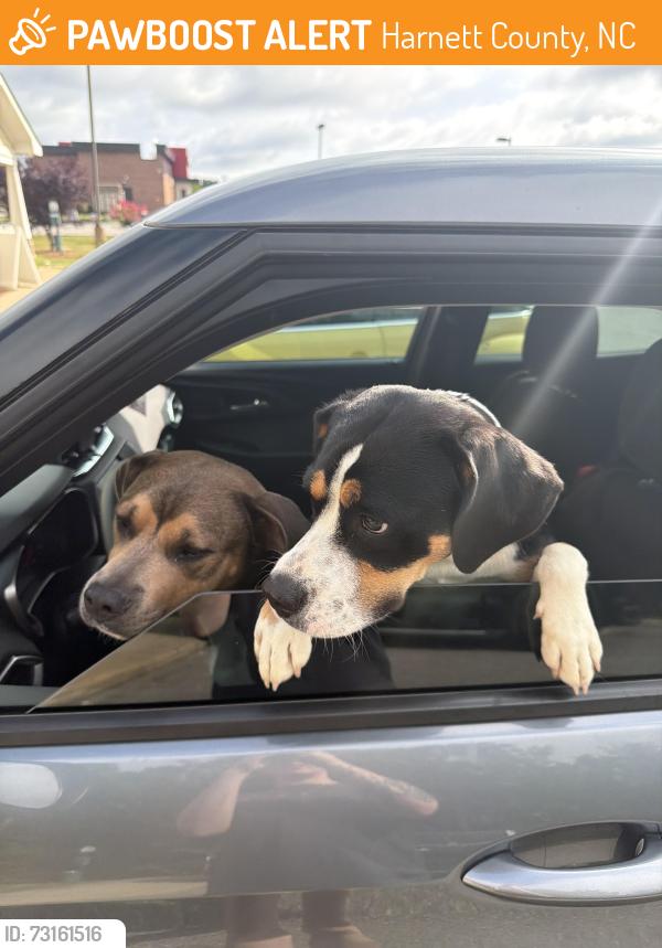 Found/Stray Female Dog last seen Coming from Pattons Point neighborhood, Harnett County, NC 28368