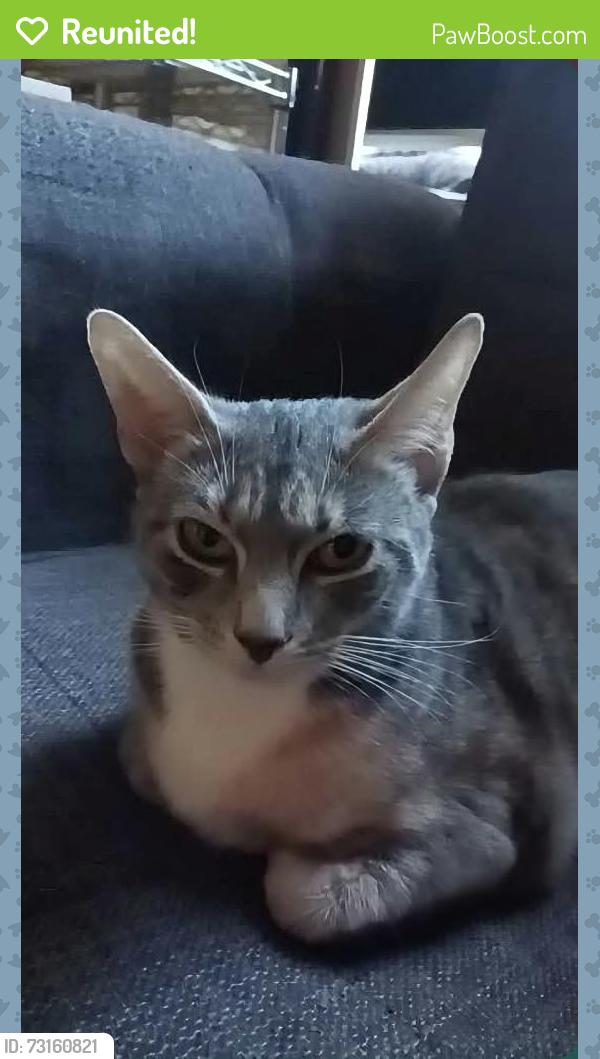 Reunited Female Cat last seen Near River Ave, Bronx, NY 10452, USA, The Bronx, NY 10452