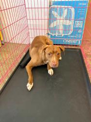 Reunited Female Dog last seen Richmond Ave N, Lehigh Acres, FL, USA, Lehigh Acres, FL 33972