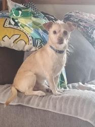 Reunited Male Dog last seen River's Edge III, Rio Rancho, NM 87144