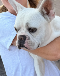Reunited Male Dog last seen Valencia and Bastanchury, Placentia, CA 92870