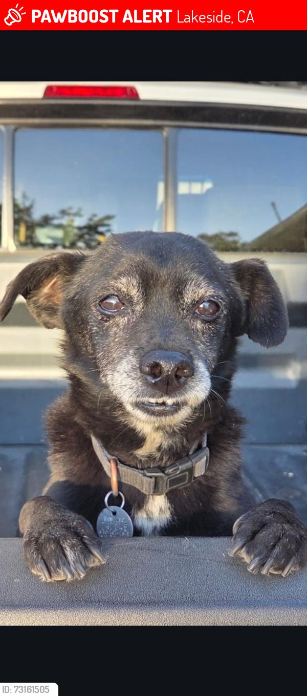 Lost Male Dog last seen Mapleview St between Vine St and Laurel St, Lakeside, CA 92040