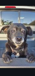 Lost Male Dog last seen Mapleview St between Vine St and Laurel St, Lakeside, CA 92040