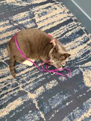 Lost Female Cat last seen Water street and honeysuckle, Portsmouth RI, Portsmouth, RI 02871