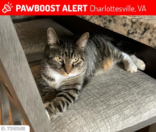 Lost Male Cat last seen Fontana subdivision, Charlottesville, VA 22911