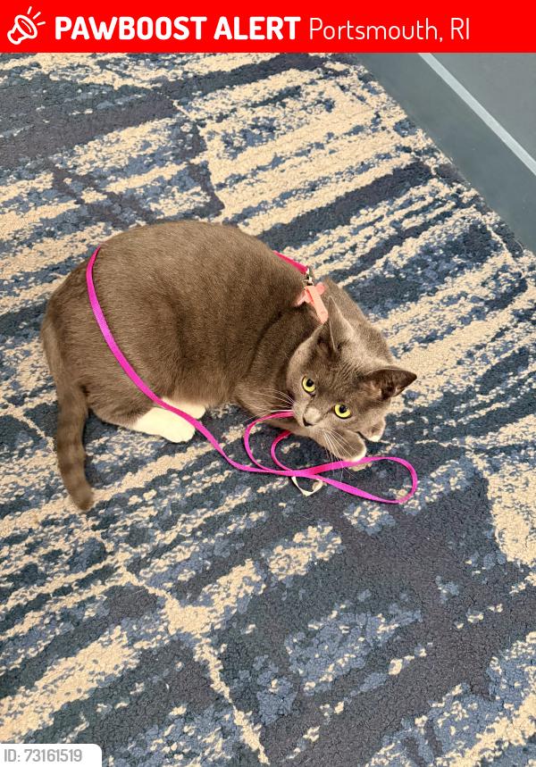 Lost Female Cat last seen Water street and honeysuckle, Portsmouth RI, Portsmouth, RI 02871