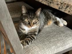 Lost Male Cat last seen Fontana subdivision, Charlottesville, VA 22911