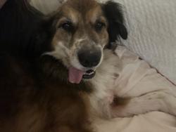 Found/Stray Male Dog last seen 16th and May, Oklahoma City, OK 73107