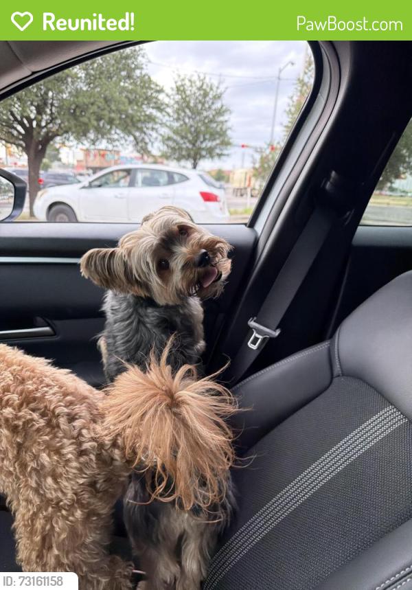 Reunited Male Dog last seen Near horseshoe arena, Midland, TX 79701
