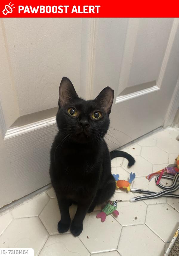 Lost Female Cat last seen In Society Hill III off Rt 27, on Rachel Court between the 89-111 building and the 113-135 building, Franklin Township, NJ 08823