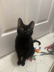 Lost Female Cat last seen In Society Hill III off Rt 27, on Rachel Court between the 89-111 building and the 113-135 building, Franklin Township, NJ 08823