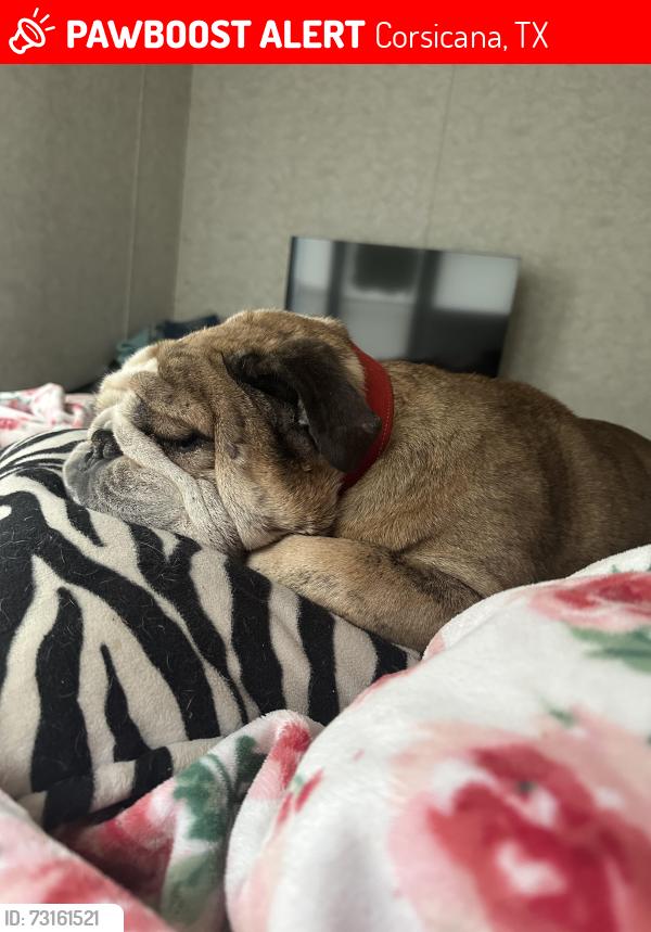 Lost Male Dog last seen Roane Road Corsicana, Corsicana, TX 75109
