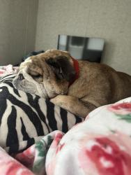 Lost Male Dog last seen Roane Road Corsicana, Corsicana, TX 75109