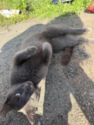 Found/Stray Unknown Cat last seen Lincoln Ave, Sharpsburg, PA 15215