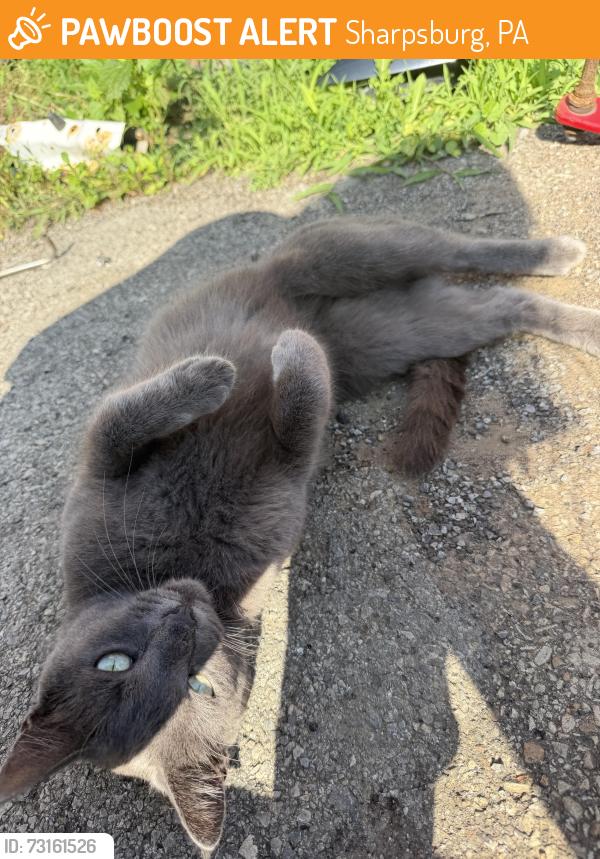 Found/Stray Unknown Cat last seen Lincoln Ave, Sharpsburg, PA 15215