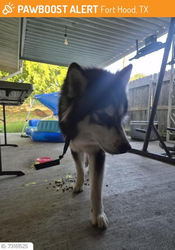 Found/Stray Male Dog last seen Pershing Park across from Omart, Fort Hood, TX 76544