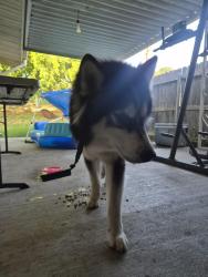 Found/Stray Male Dog last seen Pershing Park across from Omart, Fort Hood, TX 76544