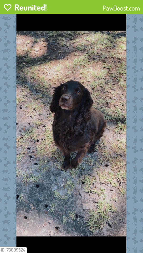 Reunited Female Dog last seen Glenn McConnell Goodwill/Storage area, Charleston, SC 29414