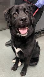 Shelter Stray Male Dog last seen Cornwallis Road, GARNER, NC, 27529, 820 Beacon Lake Dr, Raleigh, NC 27610, USA