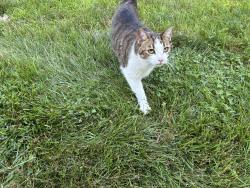 Found/Stray Unknown Cat last seen Wellington and Turner ct, Spring House, PA 19477