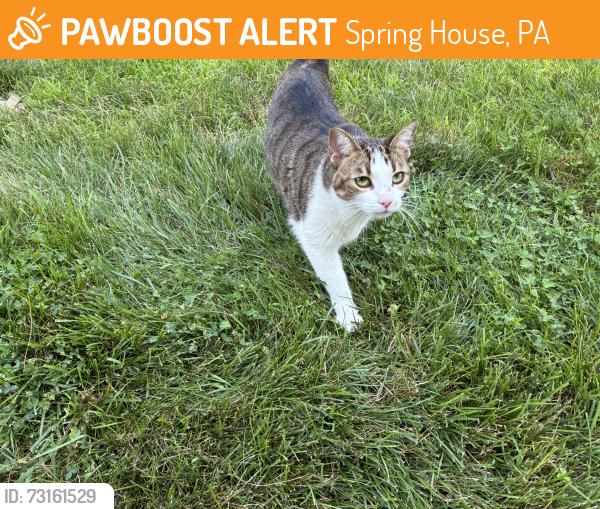 Found/Stray Unknown Cat last seen Wellington and Turner ct, Spring House, PA 19477