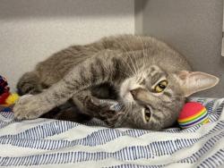 Shelter Stray Female Cat last seen Apt 6G,374 Pearl Street, NEW YORK, NY, 10038, 326 E 110th St, New York, NY 10029, USA