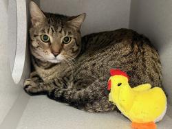 Shelter Stray Male Cat last seen Near North Street, BRONX, NY, 10468, 326 E 110th St, New York, NY 10029, USA