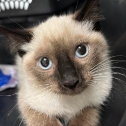 Shelter Stray Male Cat last seen Near E Tiffin Avenue, DES MOINES, IA, 50317, Des Moines, IA 50313