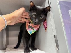Shelter Stray Male Cat last seen client left apartment, BRONX, NY, 10459, 326 E 110th St, New York, NY 10029, USA