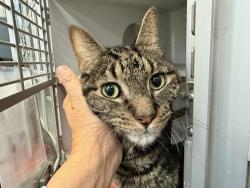 Shelter Stray Male Cat last seen Apt 5C,508 E 163rd Street, BRONX, NY, 10451, 326 E 110th St, New York, NY 10029, USA